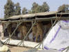 Setting-up TEMPER tents